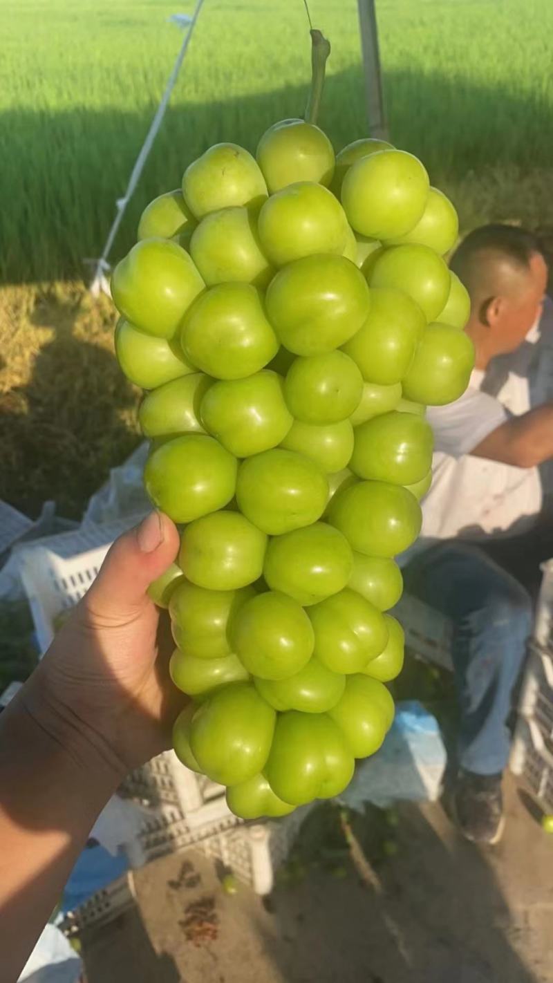 湖南澧县阳光玫瑰葡萄新鲜上市.甜蜜多汁晶莹剔透