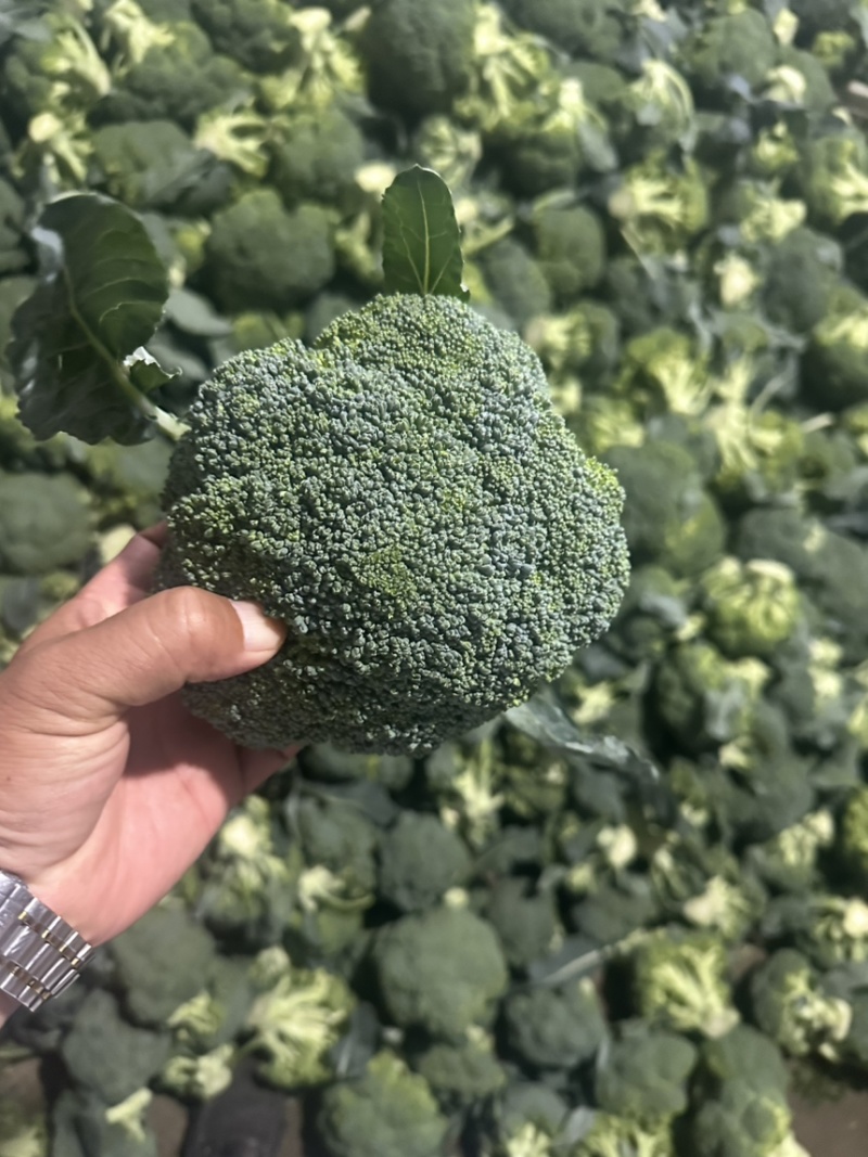 基地精品西兰花，个头均匀，产地直发，市场，电商诚信经营。