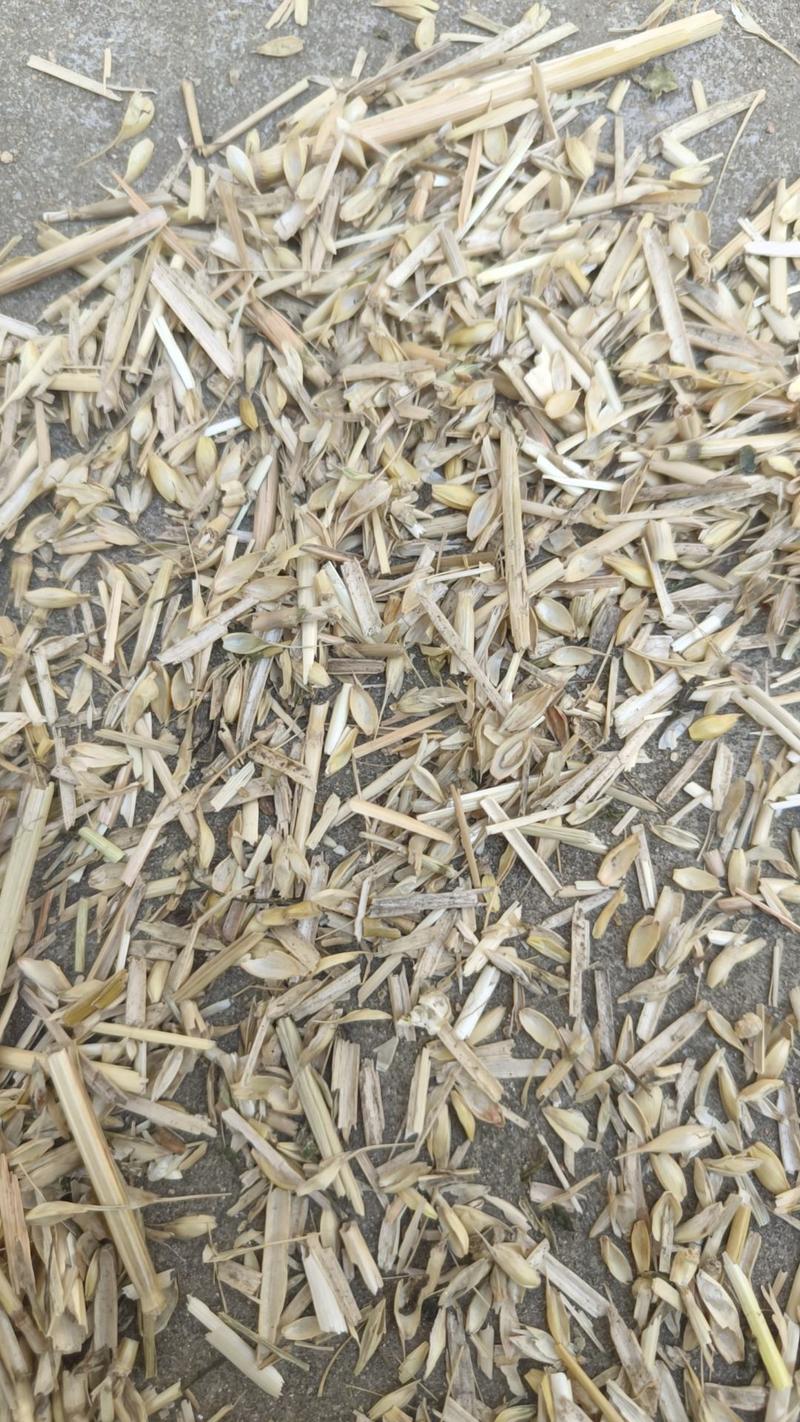 散装小麦麦糠大型面粉厂小麦糠无土无膜无霉变万吨草场直发