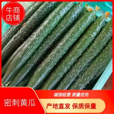 辽宁朝阳凌源市，精品密刺黄瓜，顶花带刺，全国代发一手货源