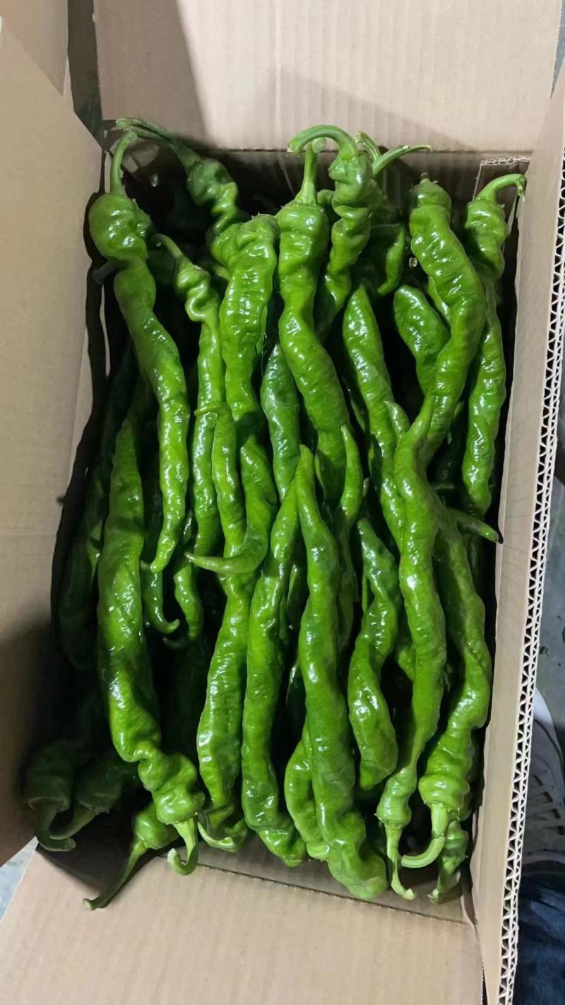内蒙赤峰宁城县，精品鲜辣椒，一手货源，现摘发货，保质保量