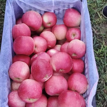 辽宁绥中县产地红富士苹果大量上市整车批发价格优惠