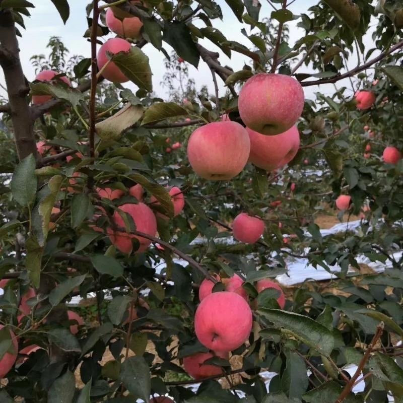 【优选】红富士苹果口感脆甜耐储藏耐运输质量保证