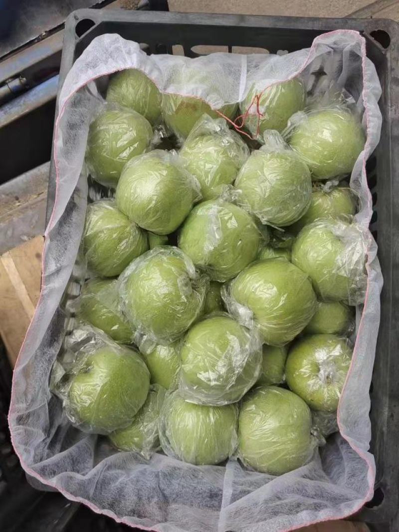 [推荐]山东泰安金帅青苹果上市产地供货直发全国品质保证