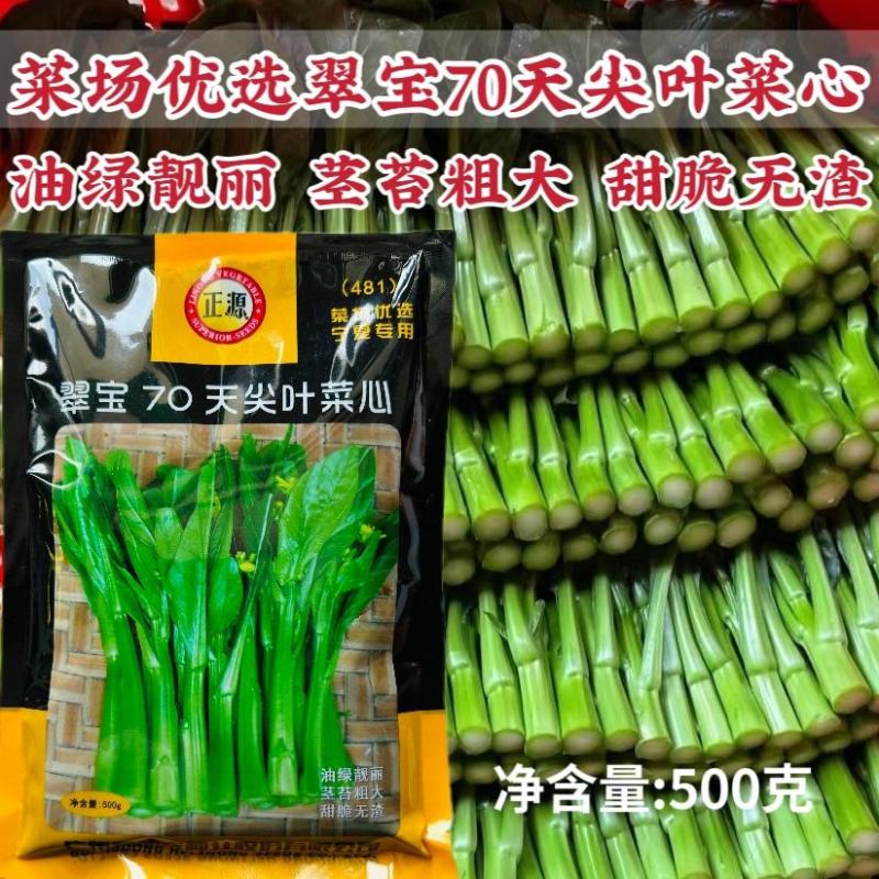 正源翠宝70天尖叶菜心种子油绿有光泽甜脆无渣绿菜心种籽