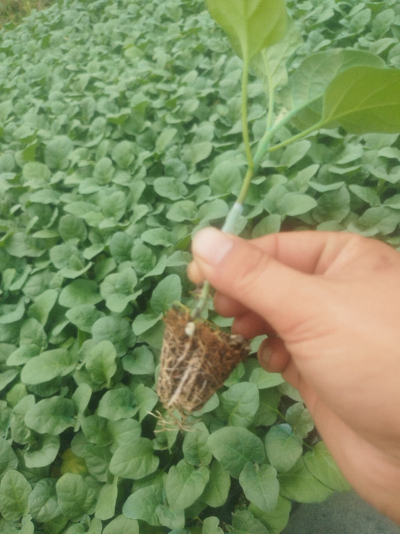 广东惠州长茄苗茄子苗供应江门茂名中山等地欢迎来电