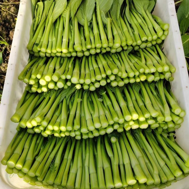 正源大种80天菜心种子油绿甜脆无渣茎苔粗大矮脚菜场优选
