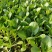 正源大种80天菜心种子油绿甜脆无渣茎苔粗大矮脚菜场优选
