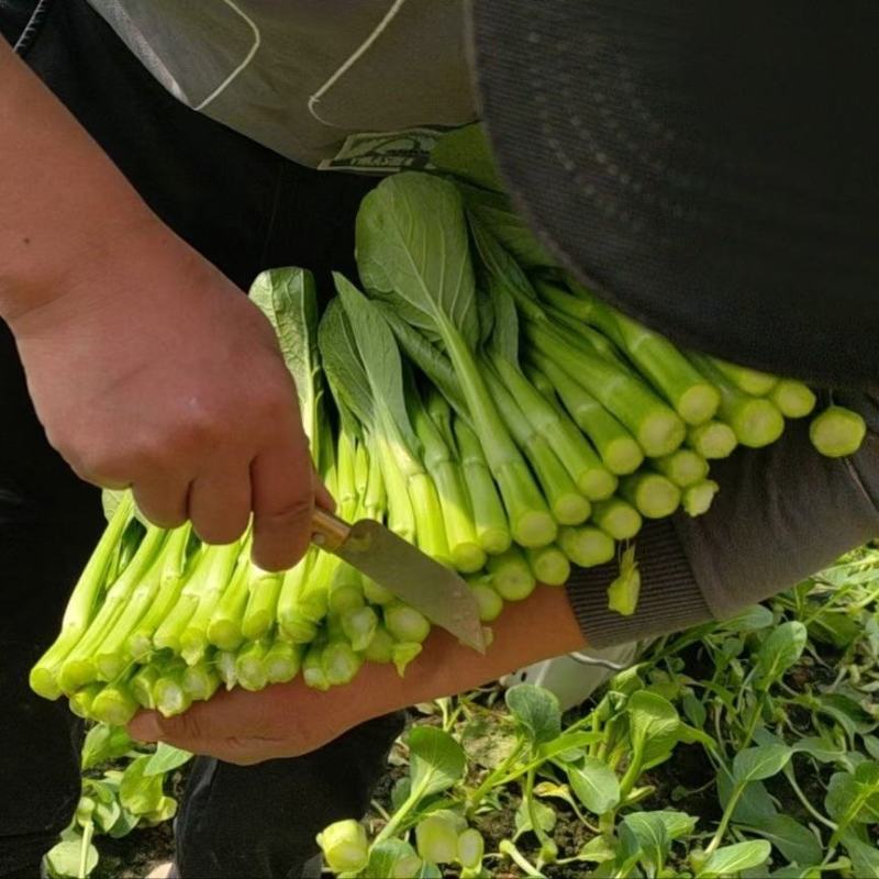 正源大种80天菜心种子油绿甜脆无渣茎苔粗大矮脚菜场优选