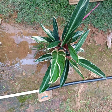 七彩竹芋