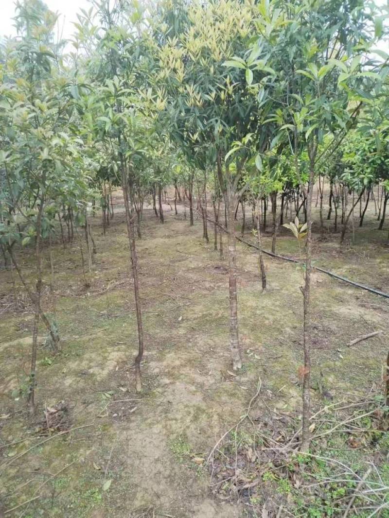 桂花树，丹桂，种植，绿化
