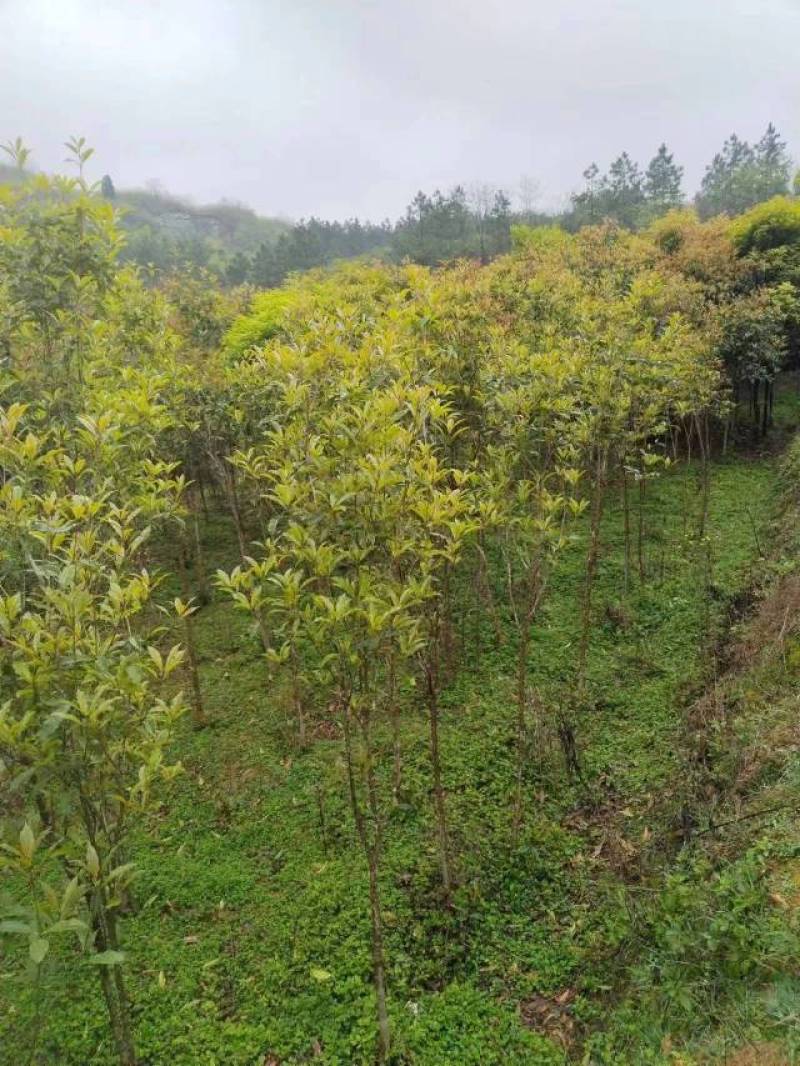 桂花树，丹桂，种植，绿化