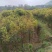 桂花树，丹桂，种植，绿化