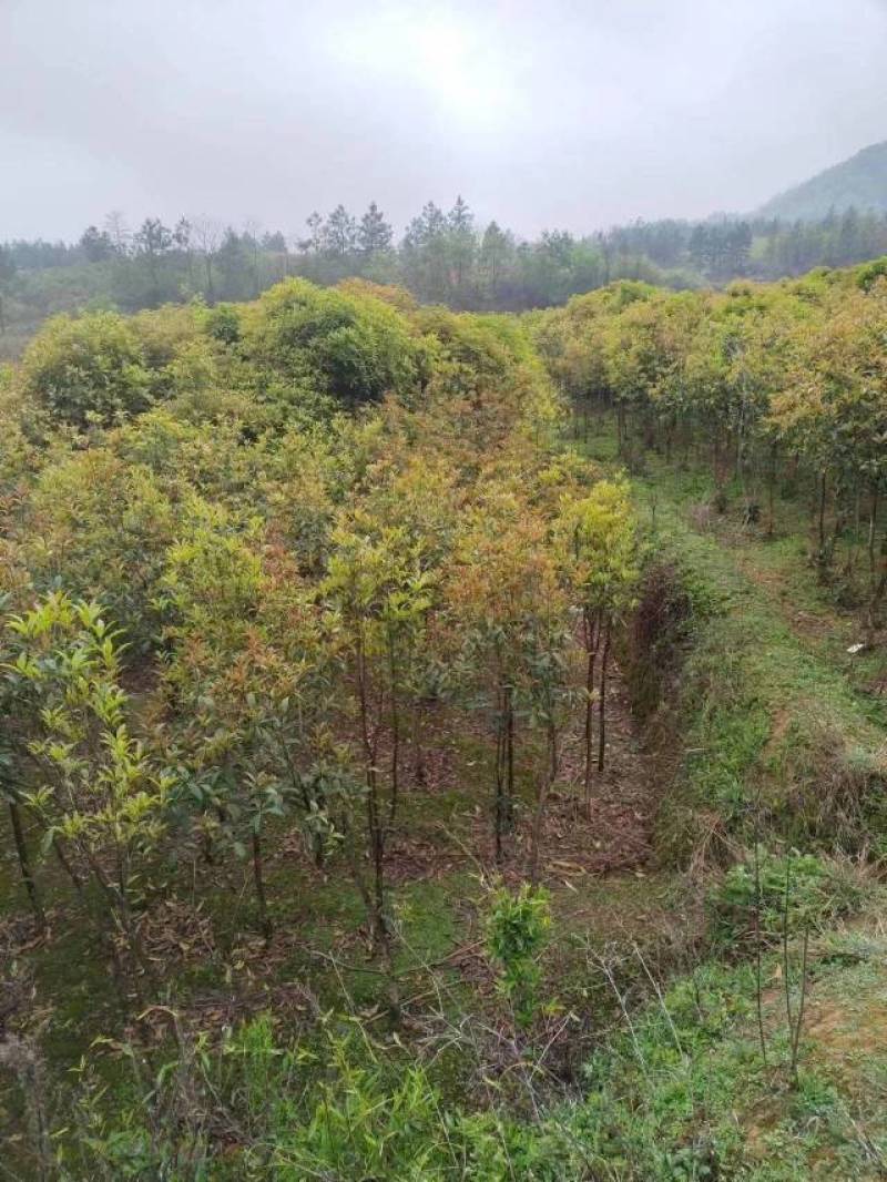 桂花树，丹桂，种植，绿化