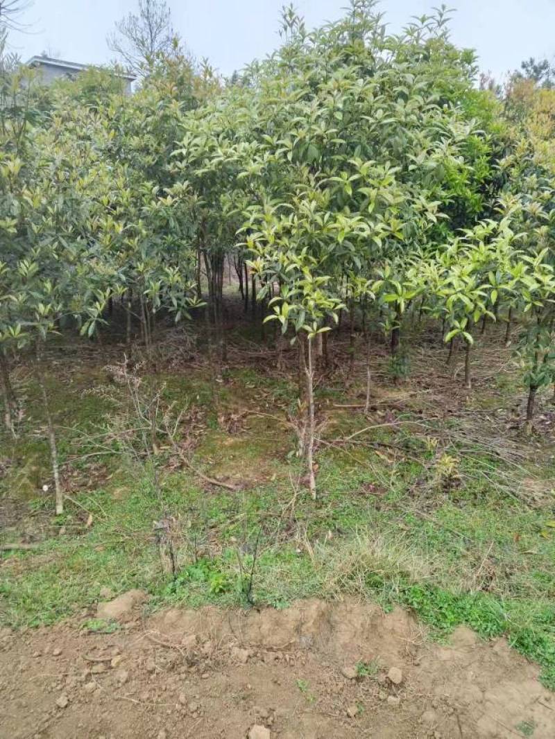 桂花树，丹桂，种植，绿化