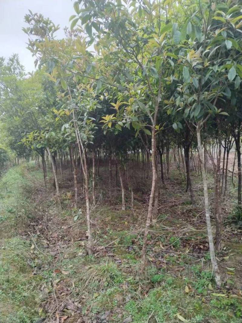 桂花树，丹桂，种植，绿化