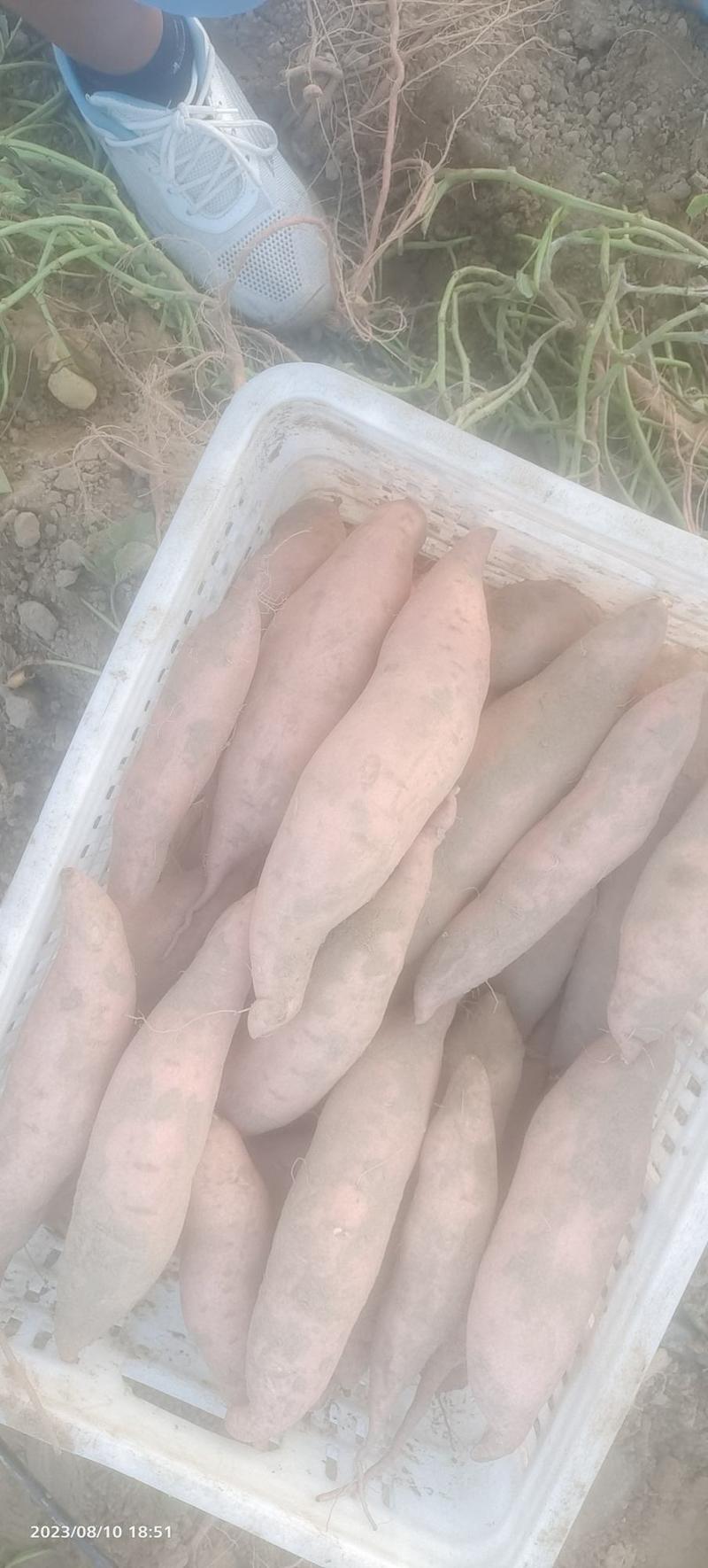 龙薯9号，二两以上，纯沙地种植精品红薯。