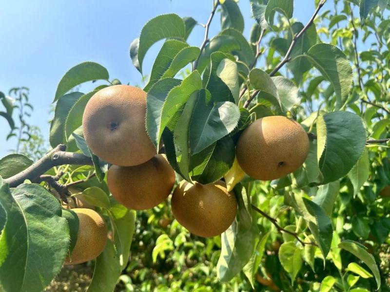 【圆黄梨】宁陵县圆黄梨大量上市光果圆黄梨套袋果圆黄梨量大从优