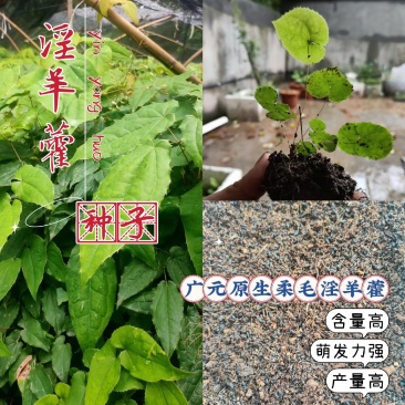 广元柔毛淫羊藿种子种苗，原生品种，数量不多