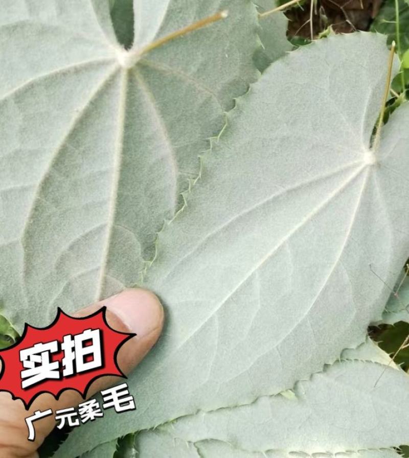广元柔毛淫羊藿种子种苗，原生品种，数量不多