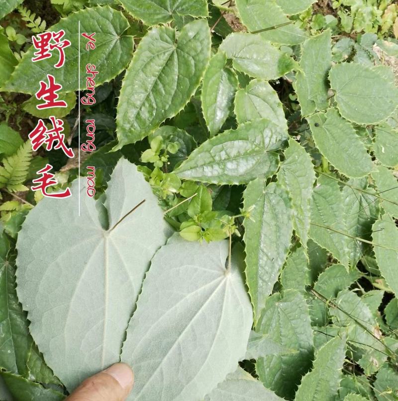 广元柔毛淫羊藿种子种苗，原生品种，数量不多