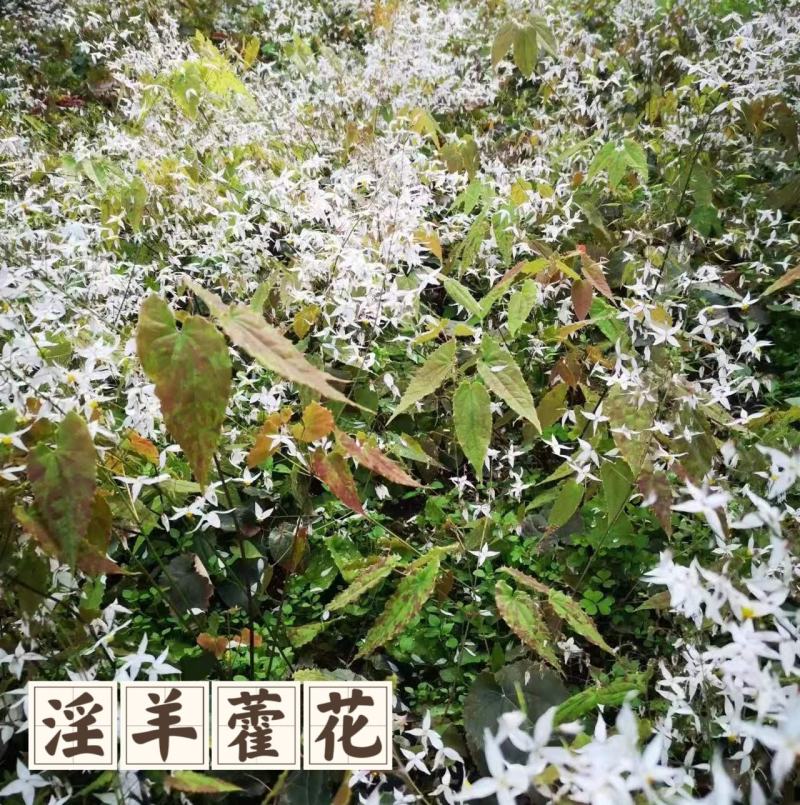 广元柔毛淫羊藿种子种苗，原生品种，数量不多