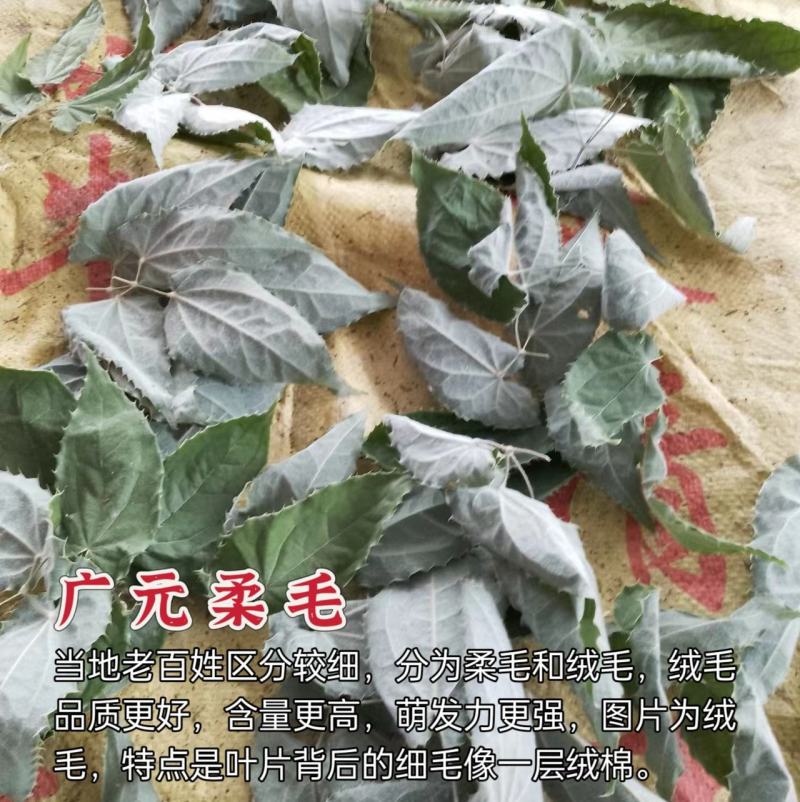 广元柔毛淫羊藿种子种苗，原生品种，数量不多