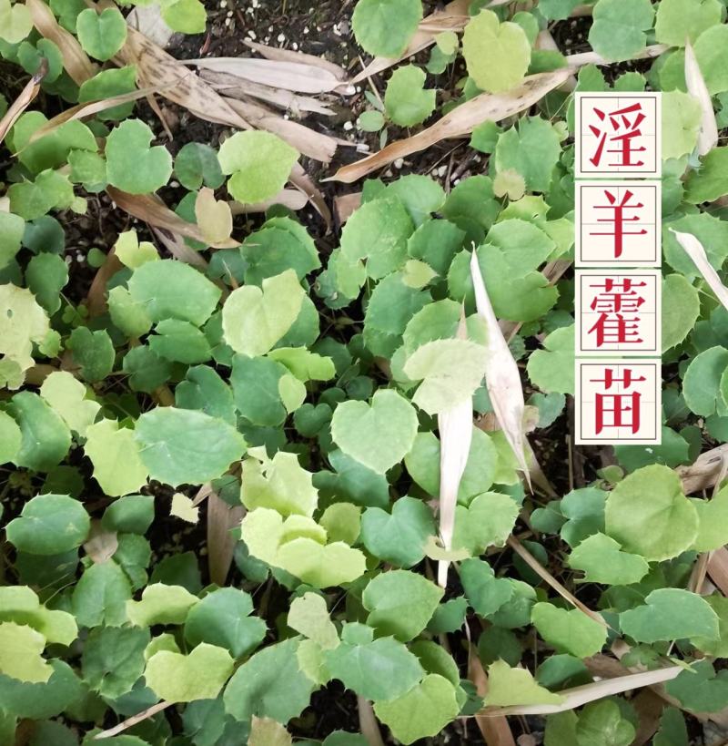 广元柔毛淫羊藿种子种苗，原生品种，数量不多