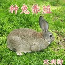 【精选】重庆比利时兔散养养殖吃草长大兔子诚信为本