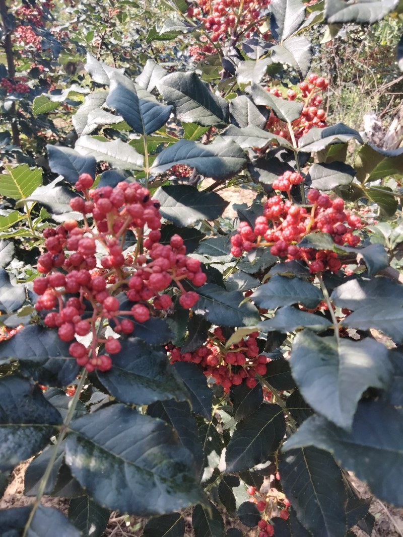 大红袍花椒