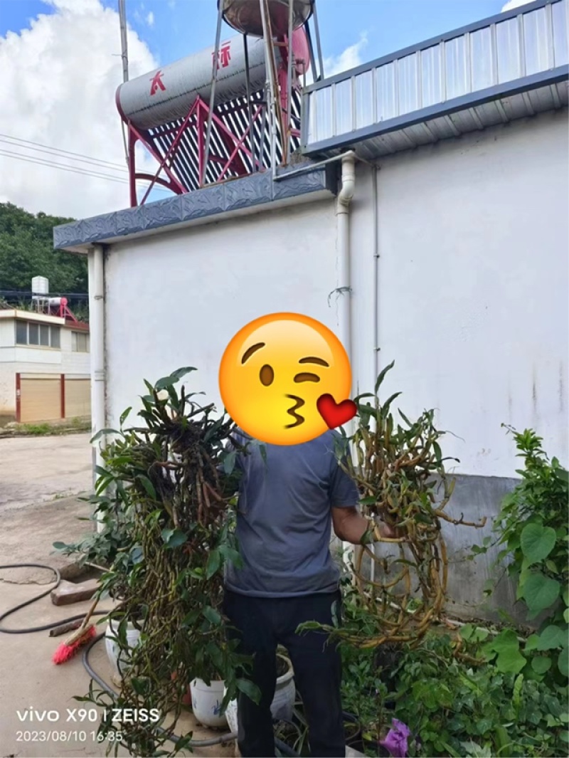 野生石斛展会地摊野生石斛铁皮石斛节径石斛野生石斛新鲜石斛
