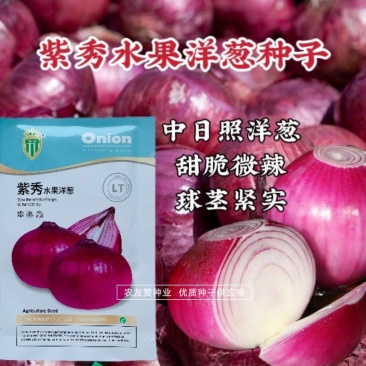 璐通紫秀水果洋葱种子甜脆微辣水分足中熟品种紫色洋葱种籽