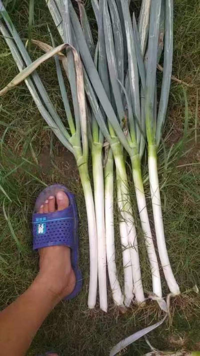 精品大葱