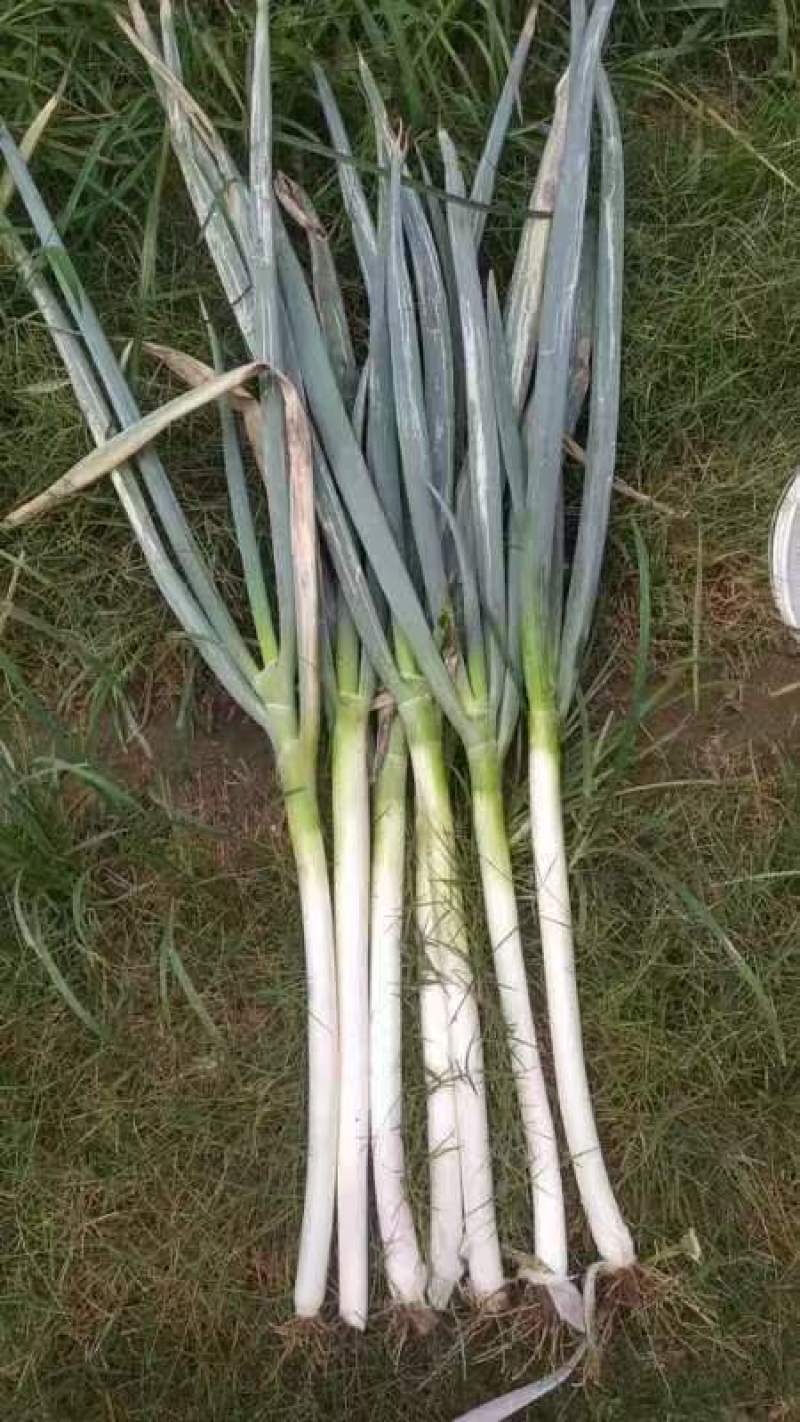 精品大葱