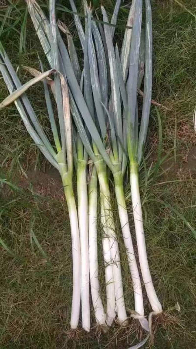 精品大葱