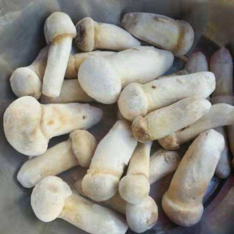 云南冰冻松茸野生菌冻品产地货源大量批发