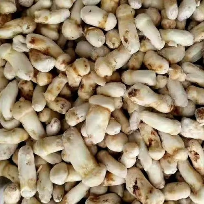 云南冰冻松茸野生菌冻品产地货源大量批发