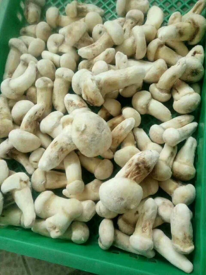 云南冰冻松茸野生菌冻品产地货源大量批发