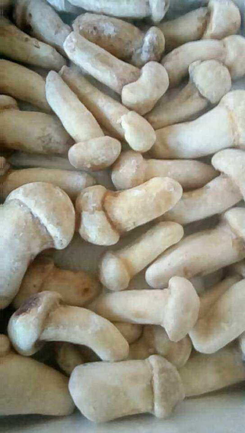 云南冰冻松茸野生菌冻品产地货源大量批发