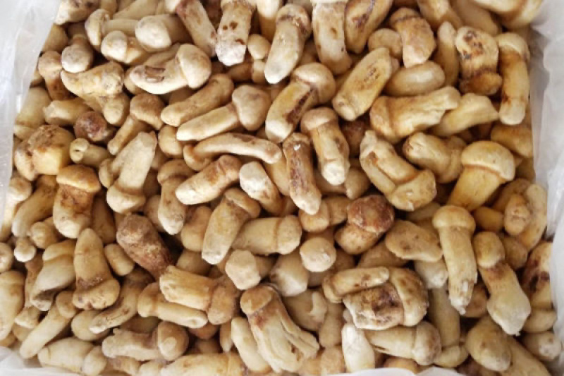 云南冰冻松茸野生菌冻品产地货源大量批发