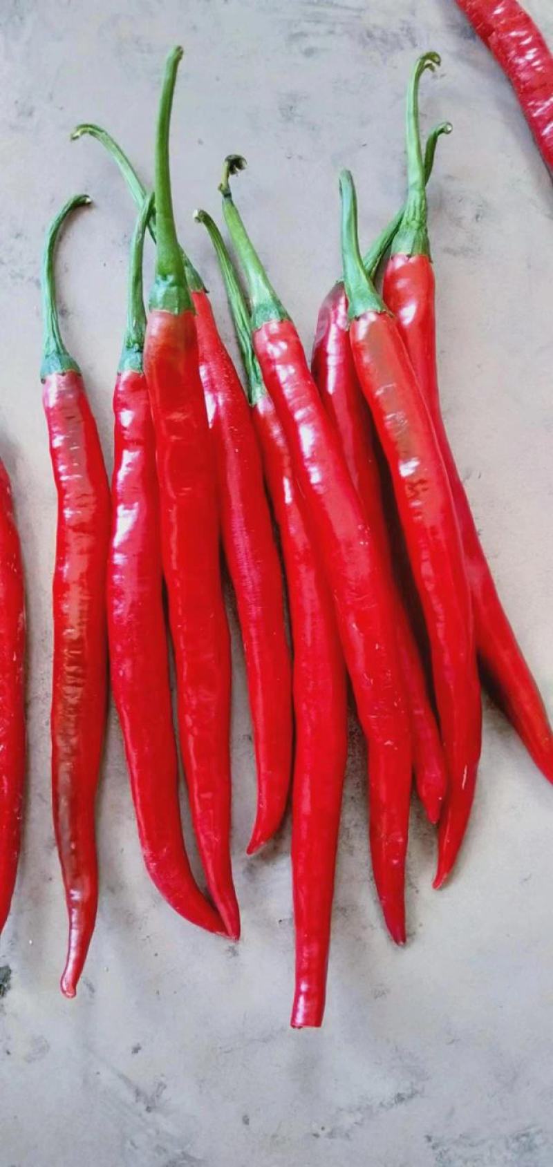 红线椒