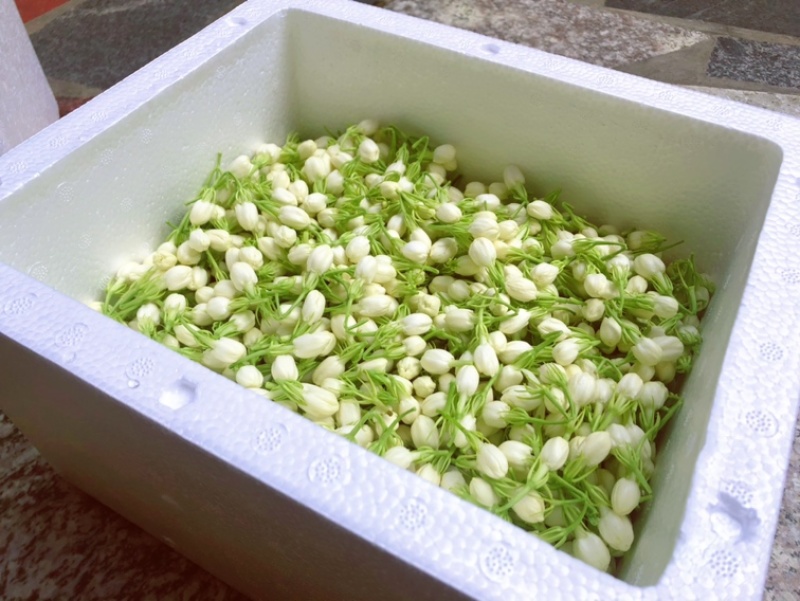 茉莉鲜花苞