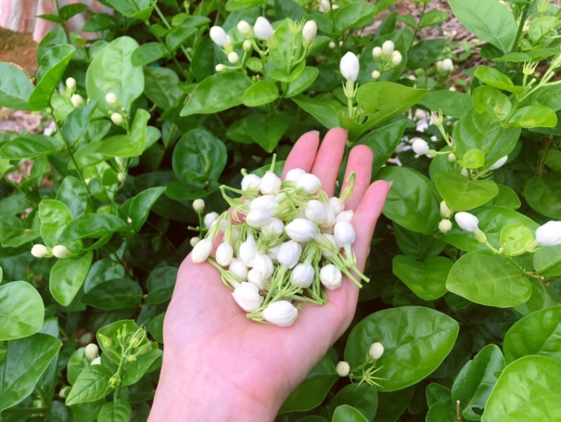 茉莉鲜花苞