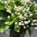 茉莉鲜花苞
