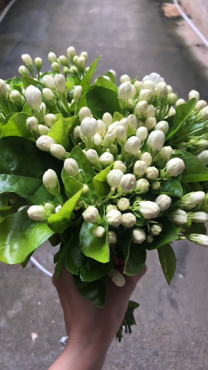 茉莉鲜花苞
