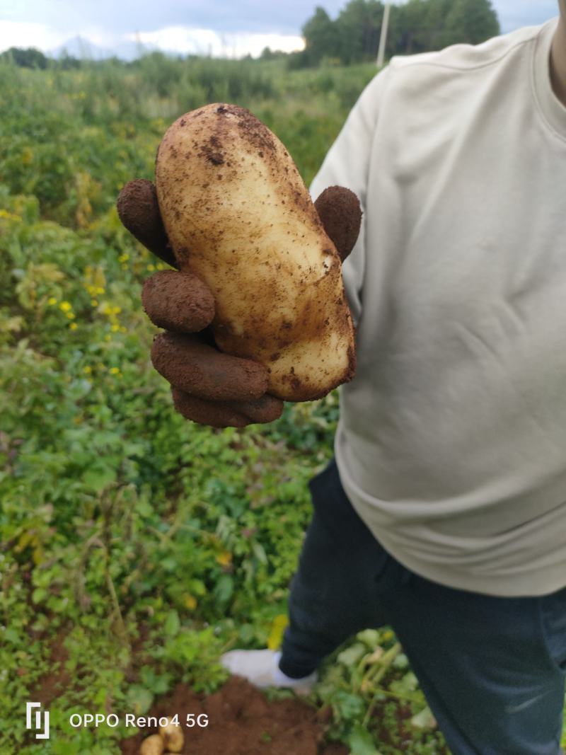 黄心土豆，沃土，V7902青薯