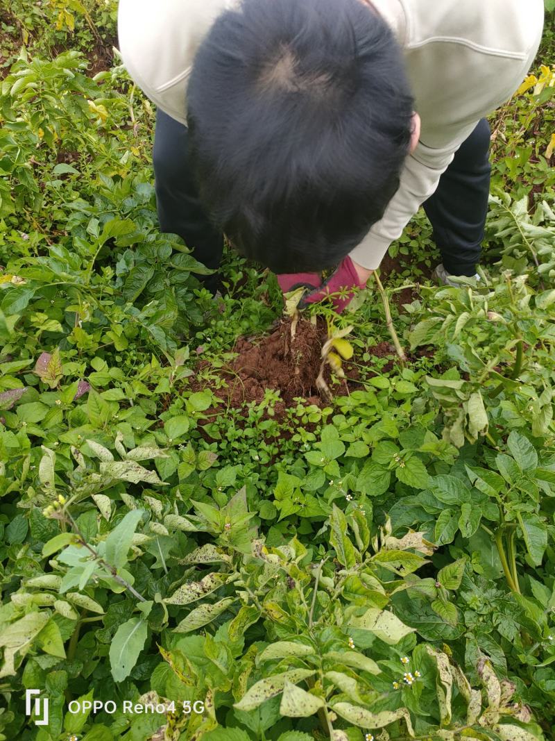 黄心土豆，沃土，V7902青薯