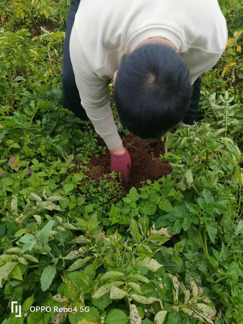 黄心土豆，沃土，V7902青薯