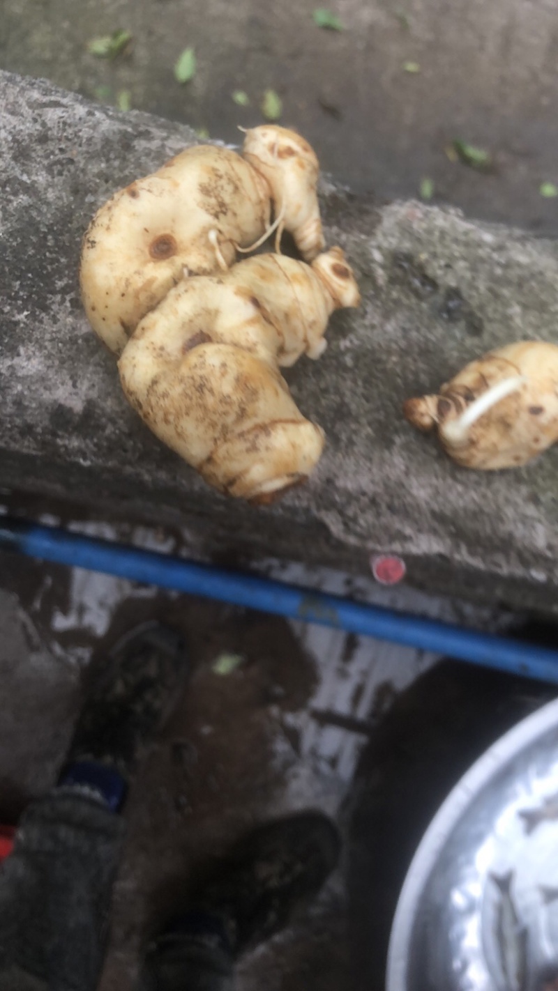 野生黄精