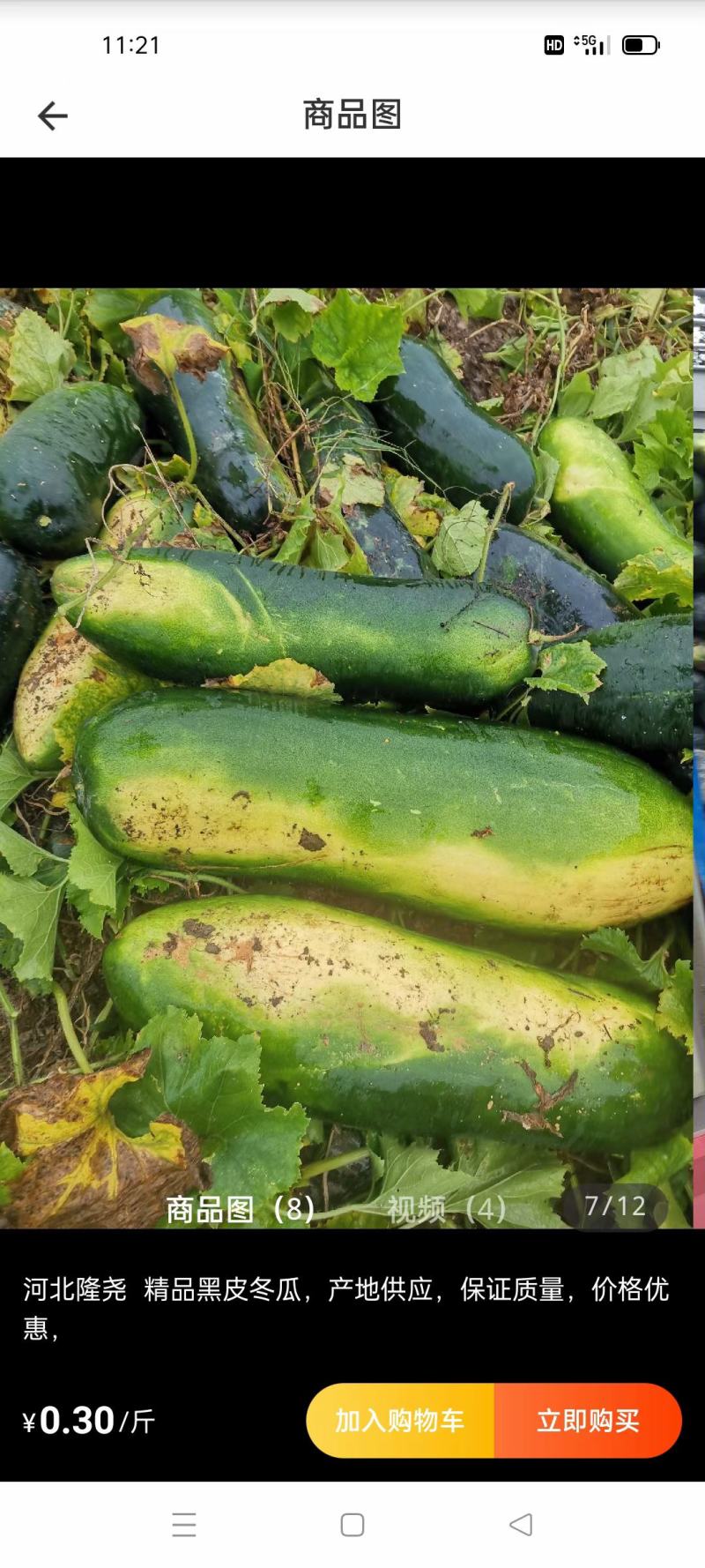 河北省邢台市，隆尧县，黑皮冬瓜，大量上市，有需要的老板与